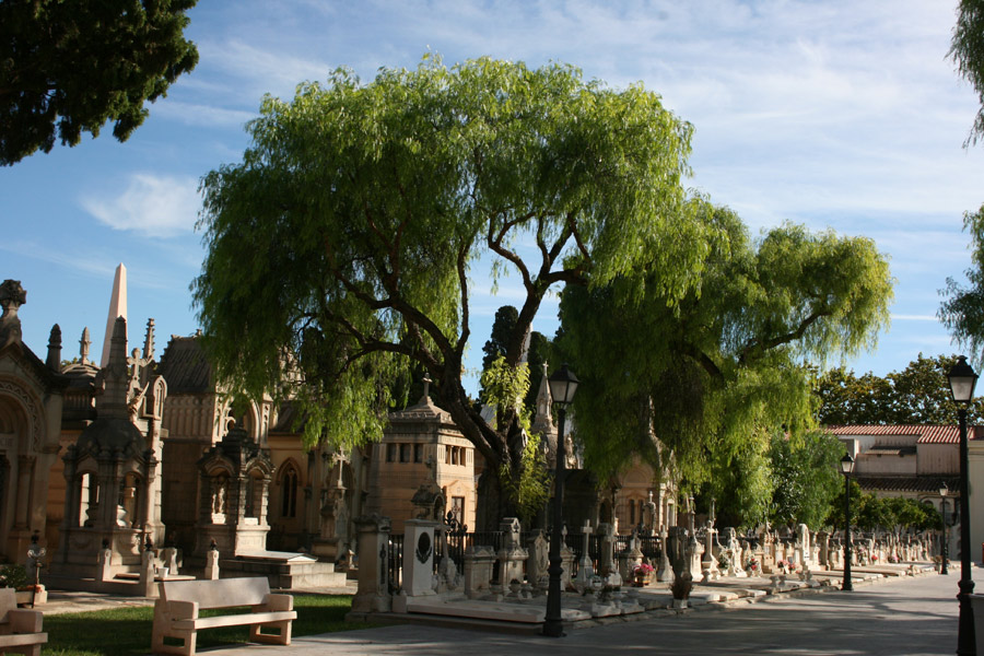 Árbol pasillo central del Cementerio General de Valencia